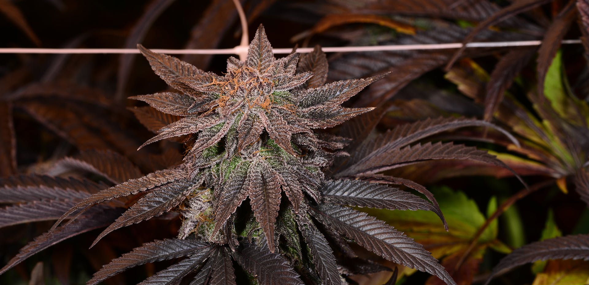 OG Gardens Blackberry Kush Leafly